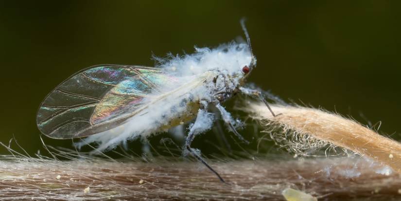 White Composing Insect How to Manage White Insects in Your Garden: Tips for Healthy Plants