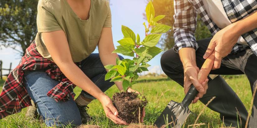 A Tree for Two: Planting Love That Lasts Forever