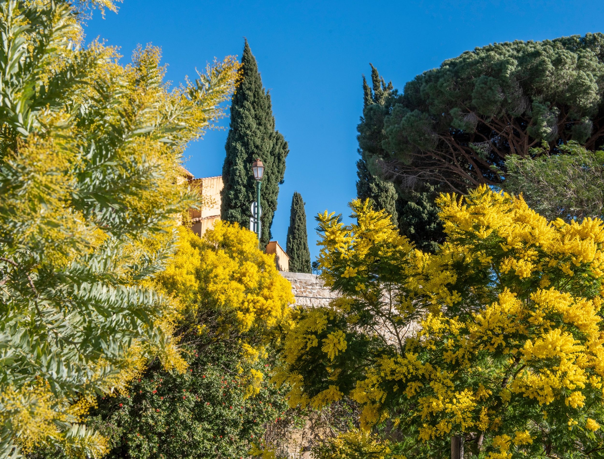 French Riviera Mimosa Festival: Golden Blooms and Culture