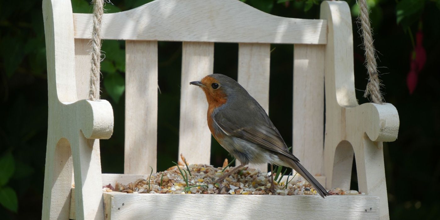 Attract Birds and Elevate Your Garden with Stylish Bird Swing Ideas