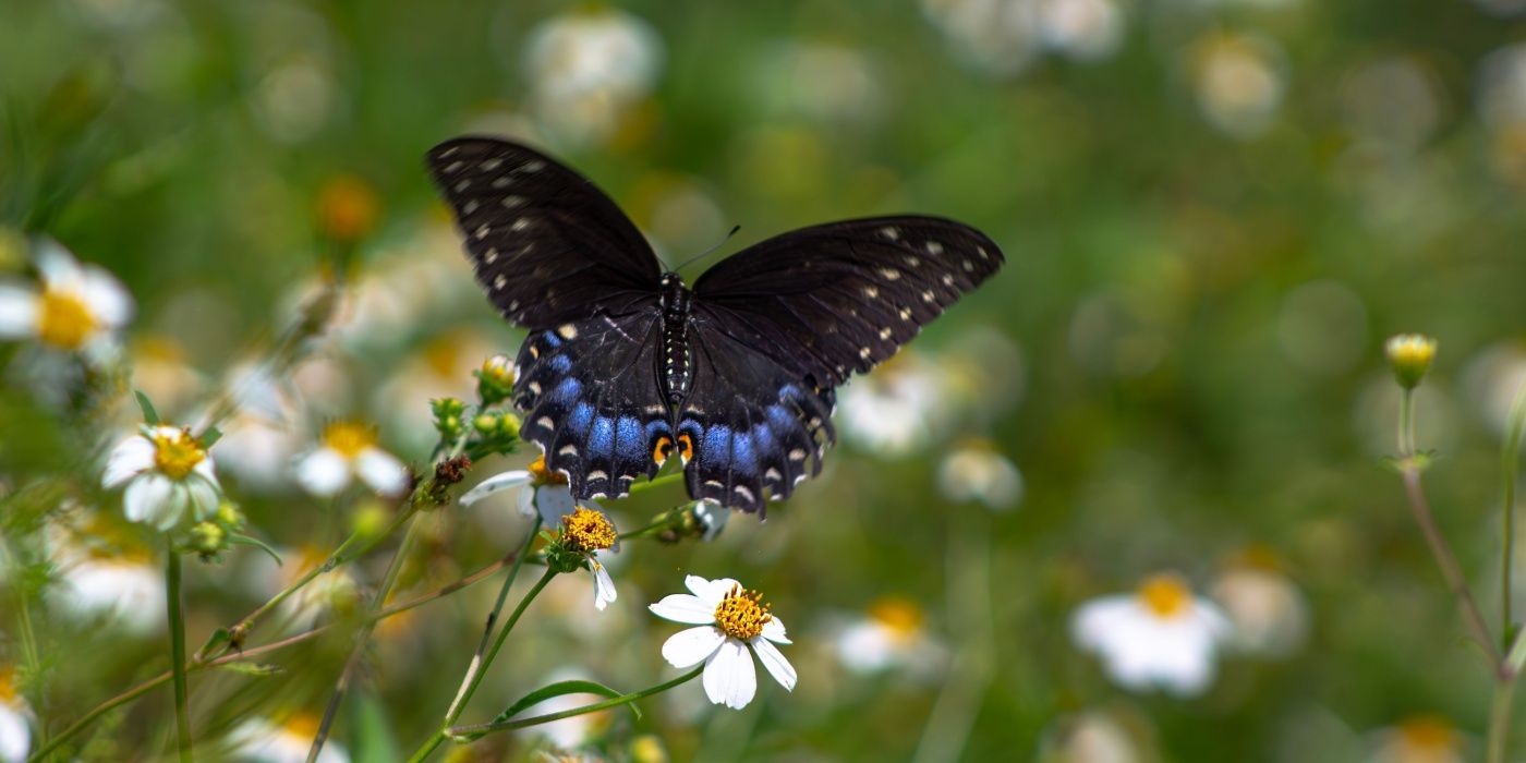 Which Butterfly Species Thrive in Your Region? Discover Local Favorites