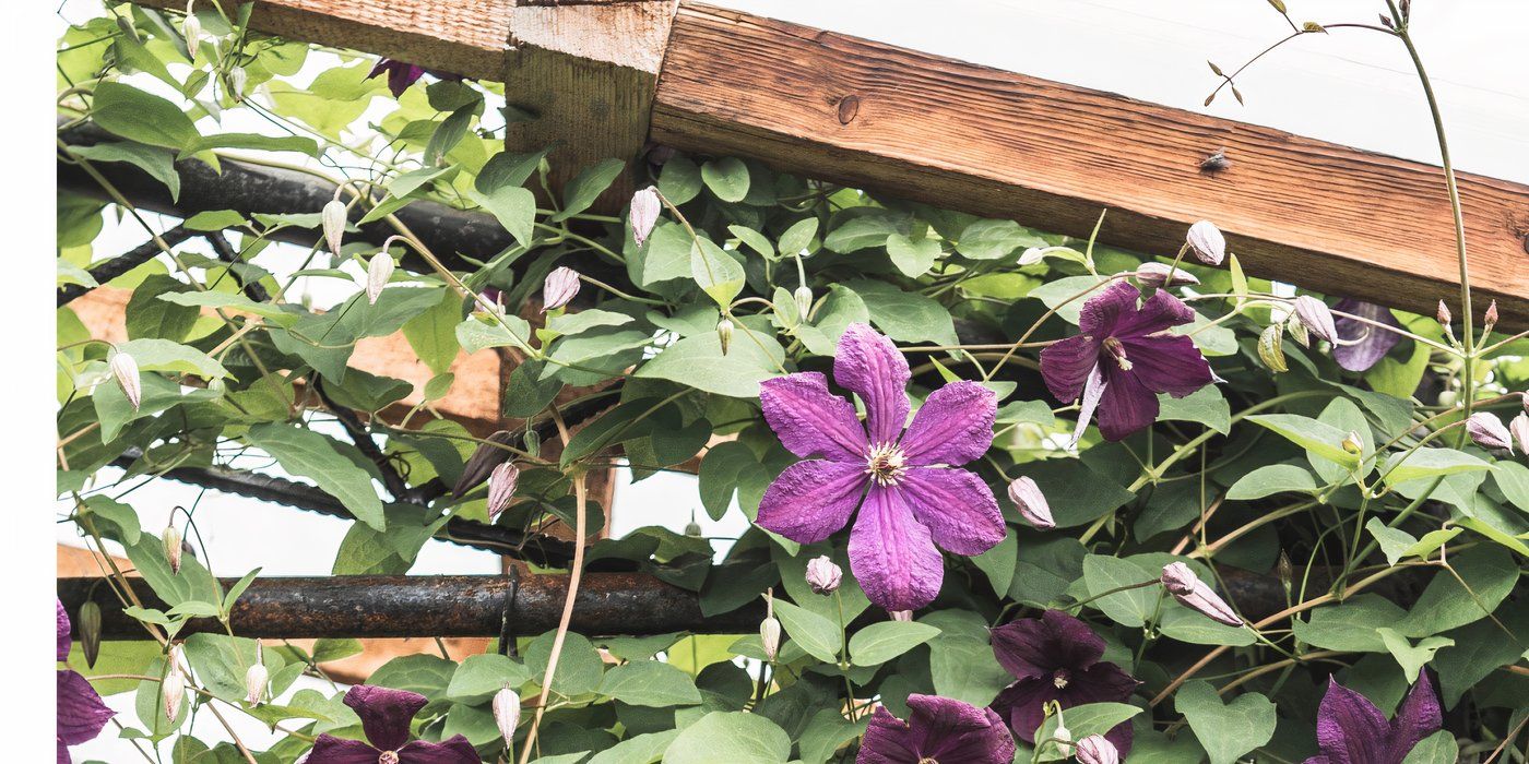 Why Every Gardener Needs Clematis: Stunning Blooms and Easy Care