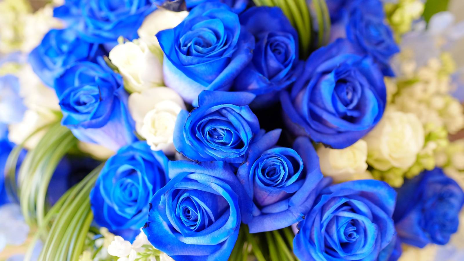 Tinted Roses: The Perfect Valentine's Day Gift