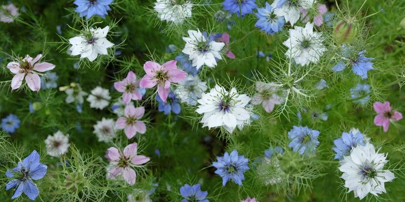 Love-in-a-Mist flowers