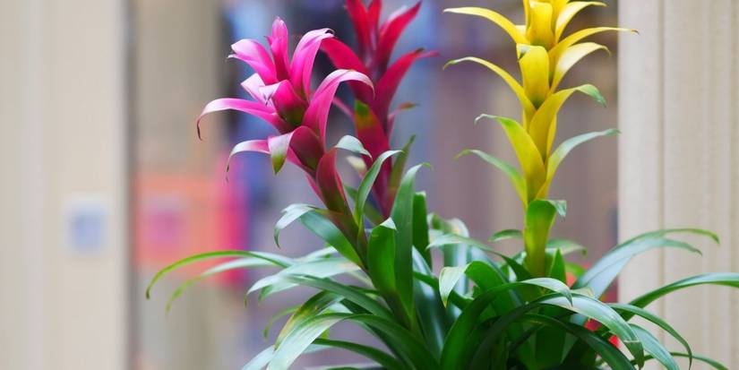 Bright colored Bromeliads