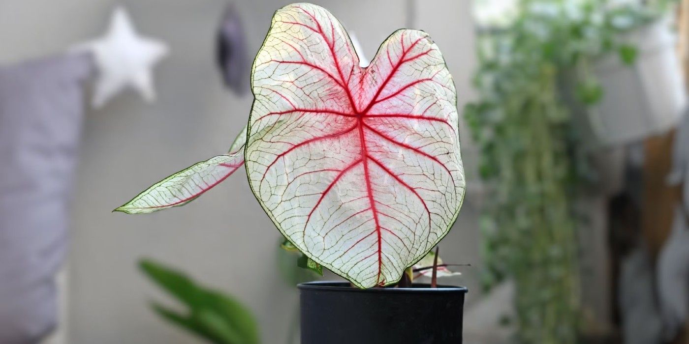 Beautiful Plants With Heart Shaped Leaves