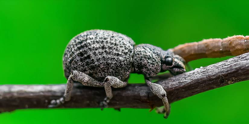 5 Rare Insect Species to Watch for in Your Yard or Garden
