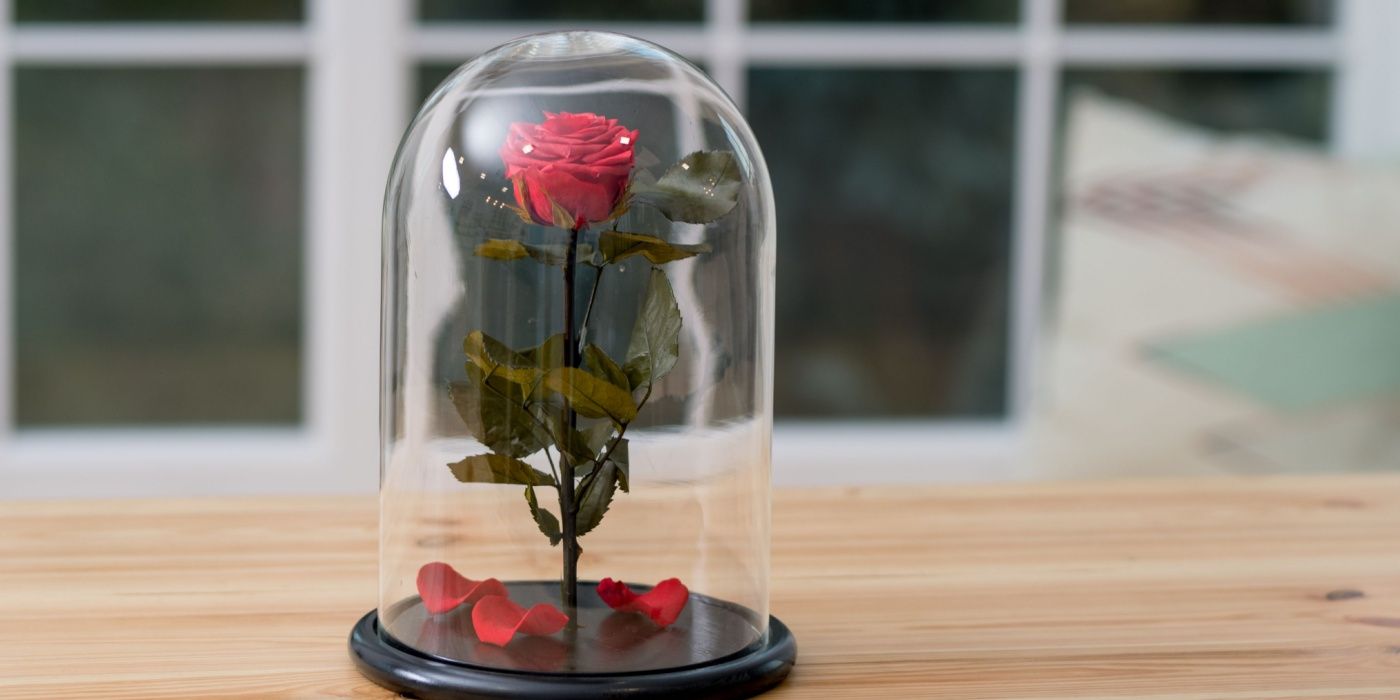 Preserved Roses: The Secret to Long-Lasting Beauty & Romantic Gifts