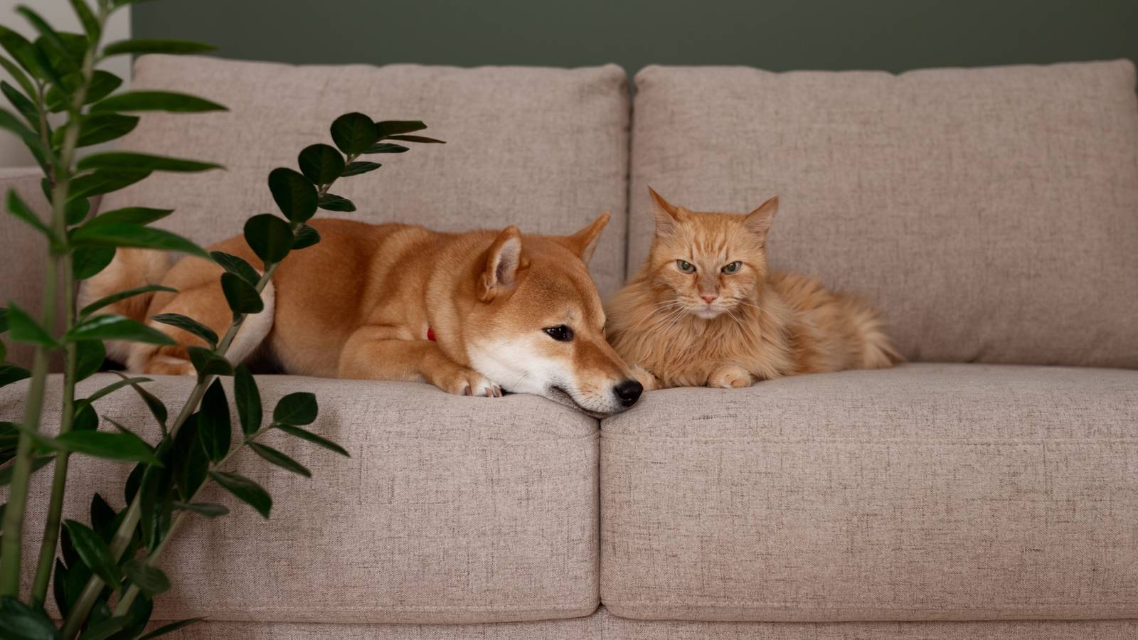 5 Popular Houseplants That are Poisonous to Cats and Dogs
