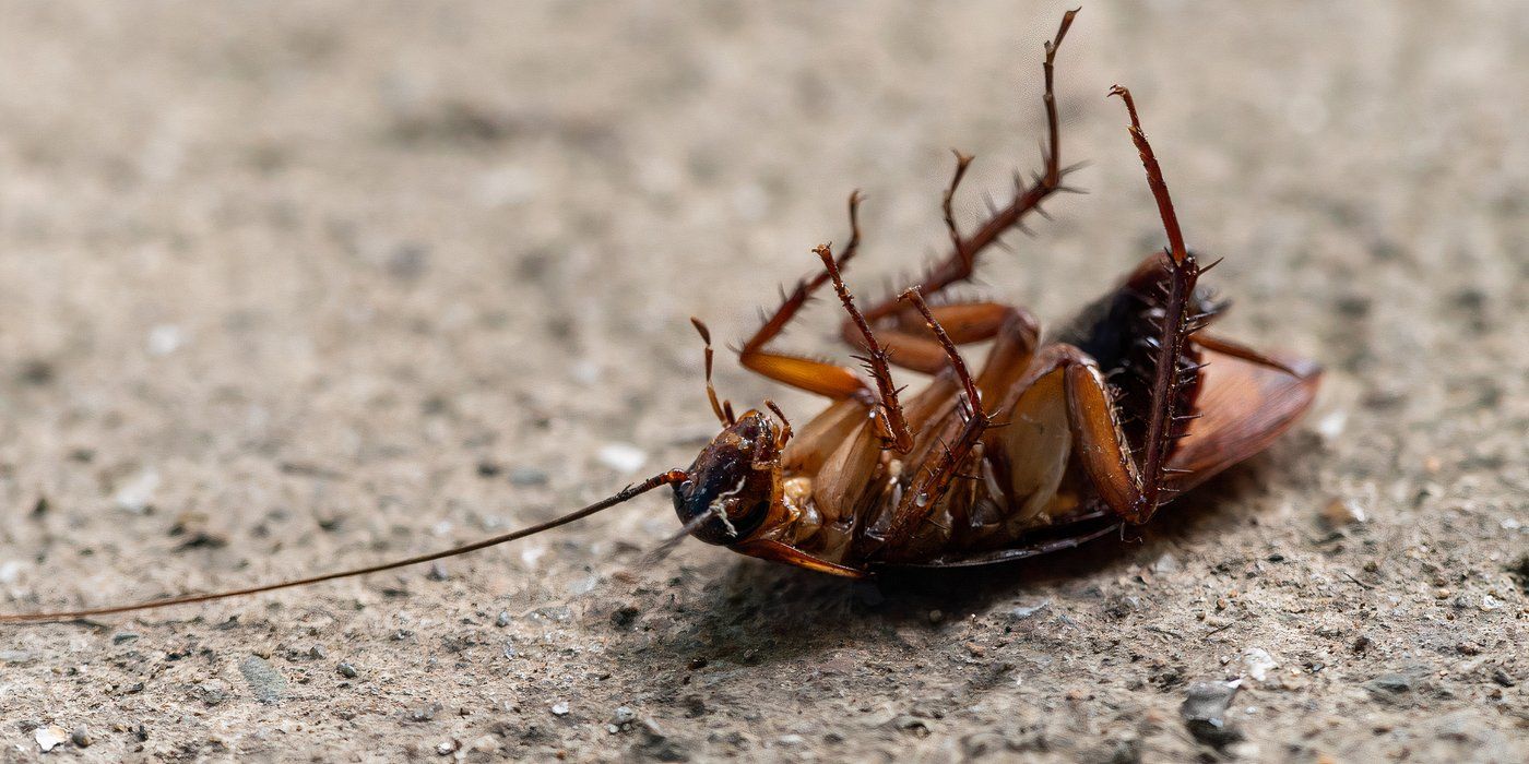 5 Scary Insects That Will Haunt Your Halloween Night