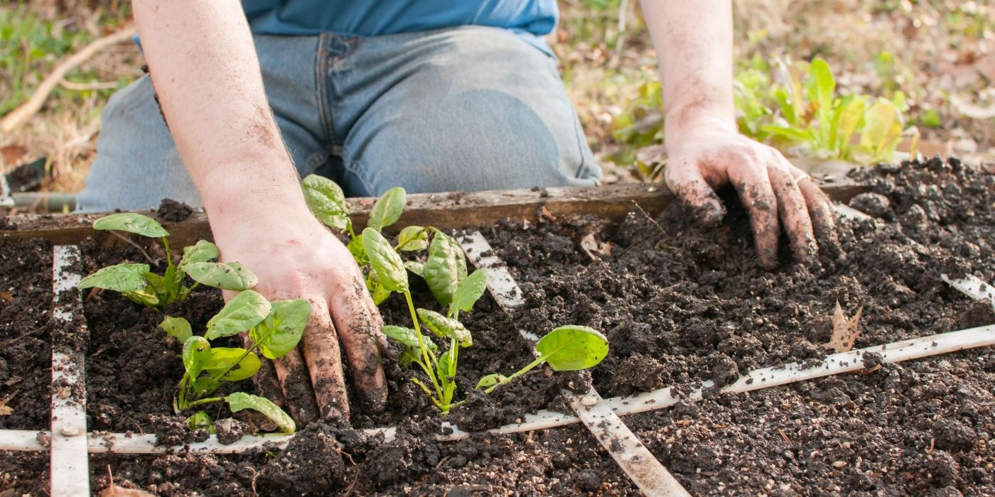 flyte plant Flyte Lyfe Planter