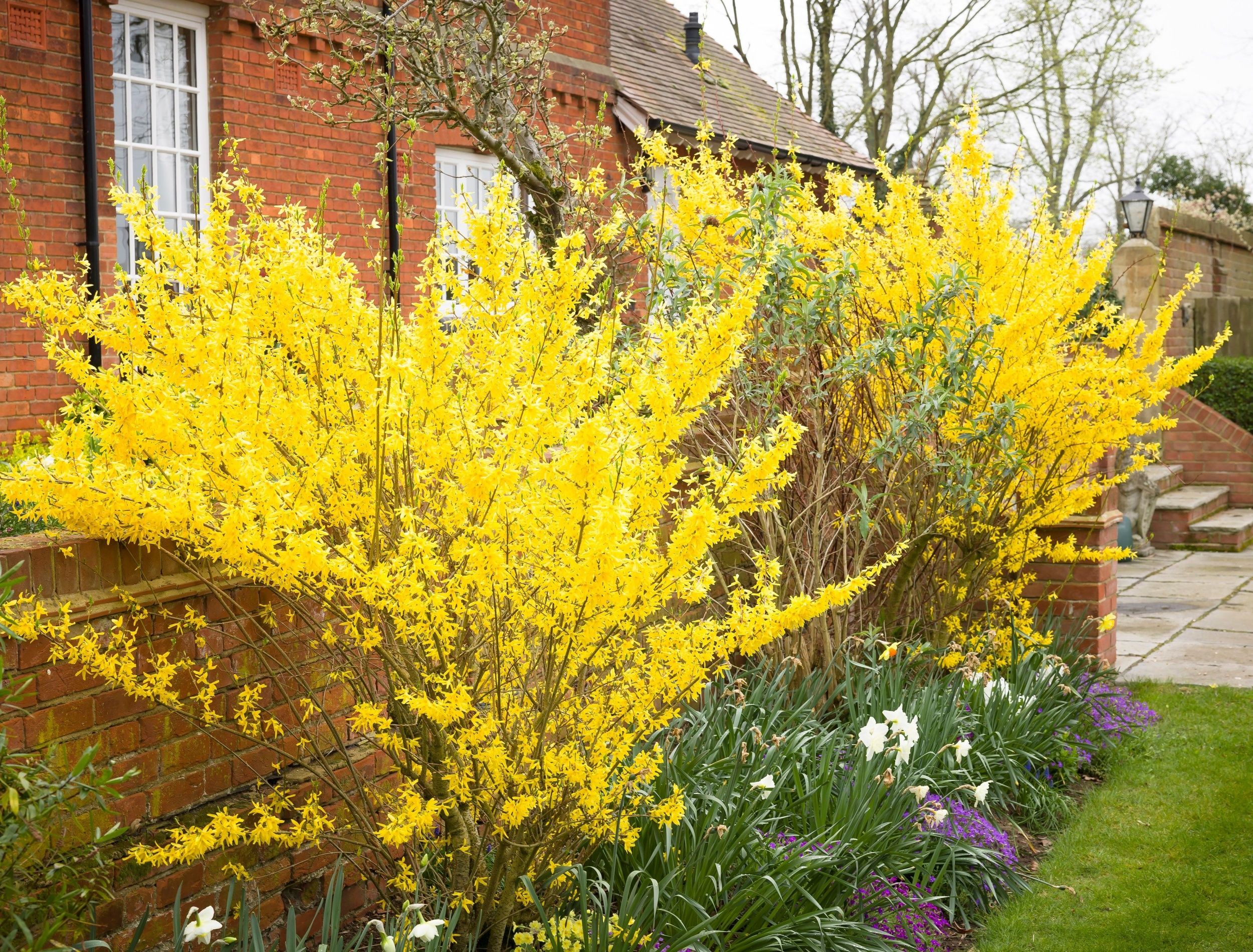 Shrubs for Landscaping: Forsythia Has Vibrant Yellow Blooms Early in Spring