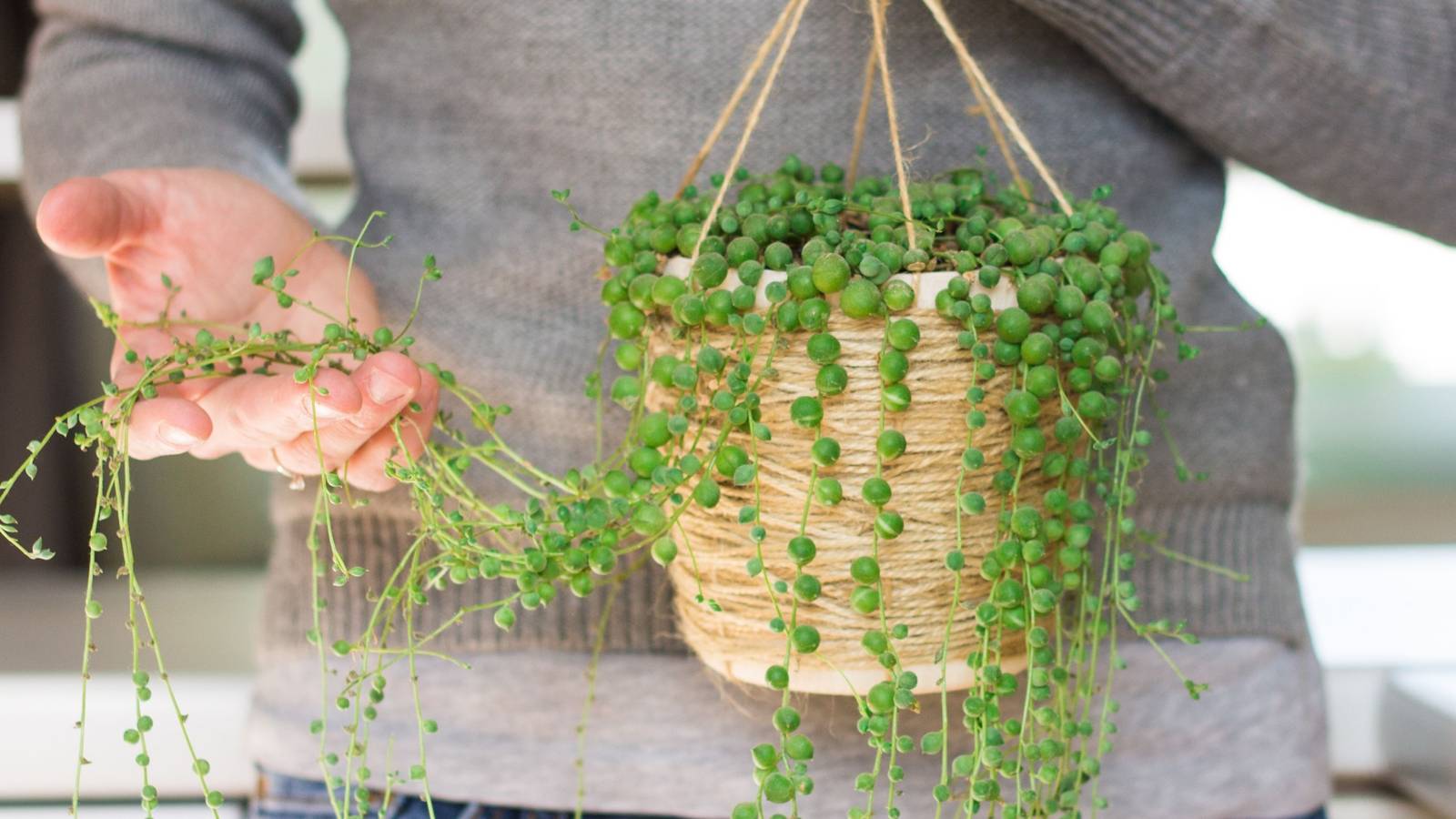 Transform Interiors with Cascading Greenery: Top Trailing Houseplants