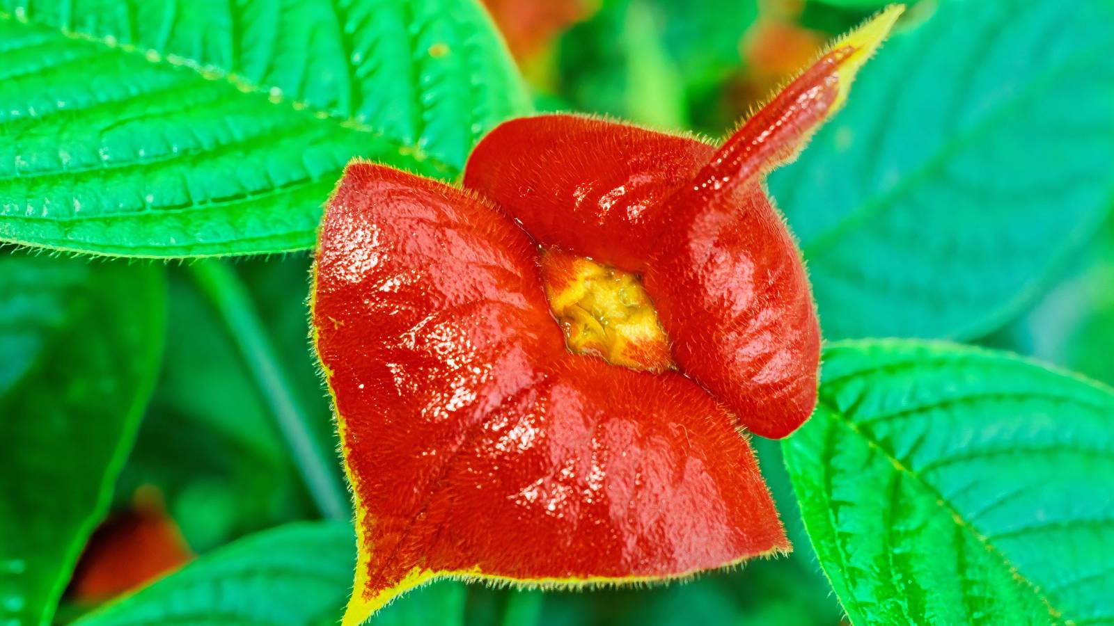 Unique Garden Ideas: Flowers With the Strangest Natural Shapes