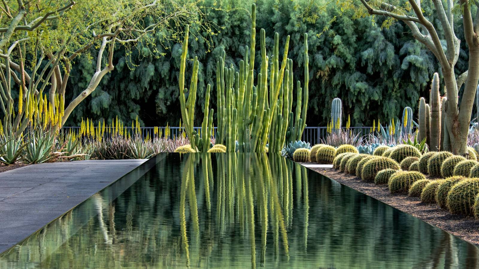 Reflecting Pool Fish Step-by-Step Guide to Creating a Beautiful Reflecting Pool