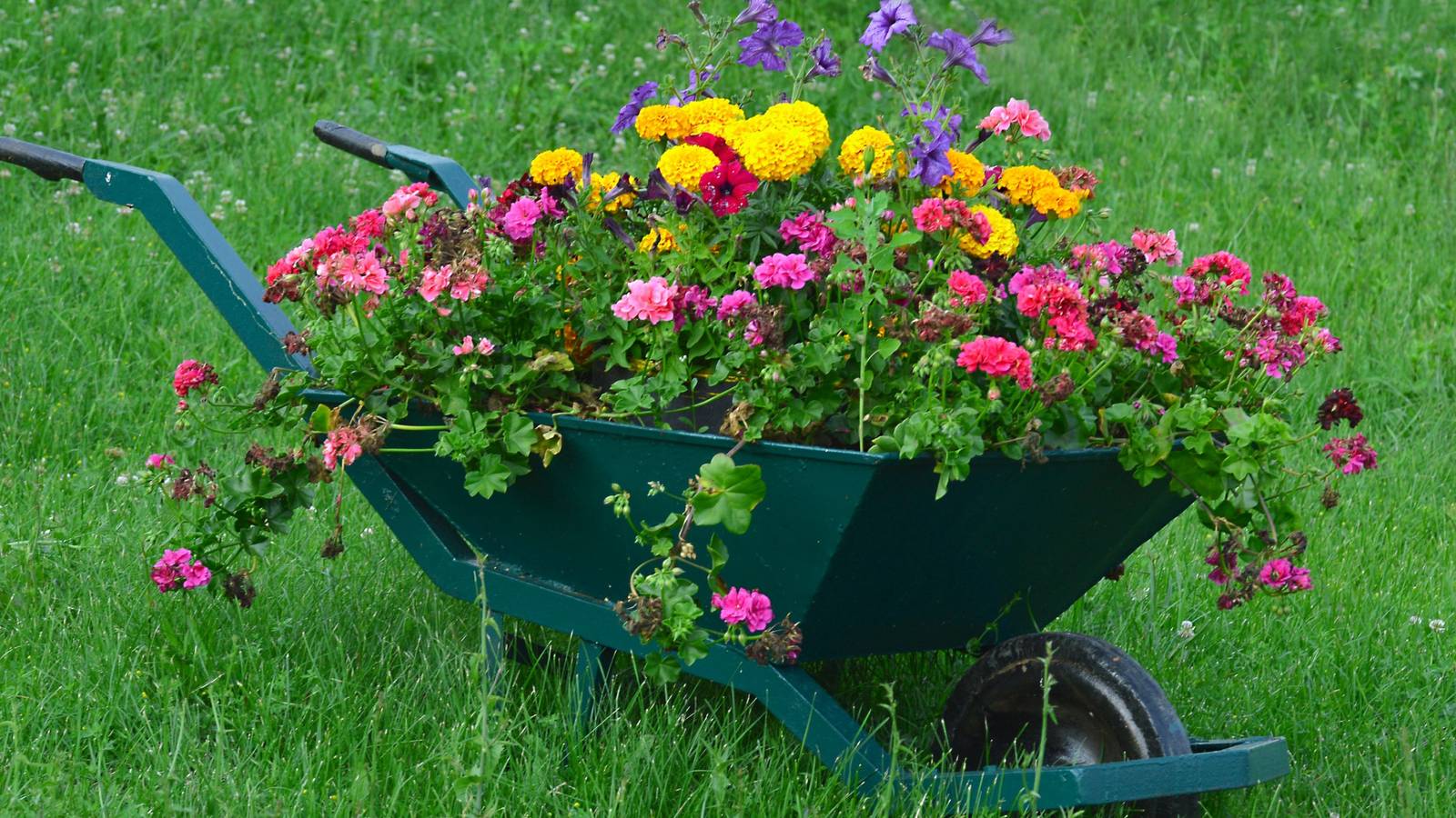 Revitalize Your Garden: Transform Wheelbarrows into Outdoor Art