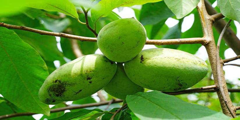 Pawpaw Trees: The Underrated Fruit Tree That Elevates Your Garden