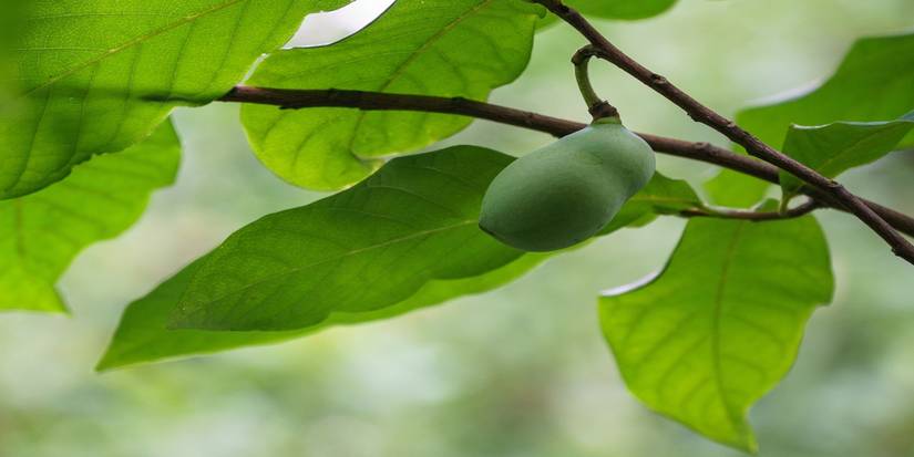 Pawpaw Trees: The Underrated Fruit Tree That Elevates Your Garden