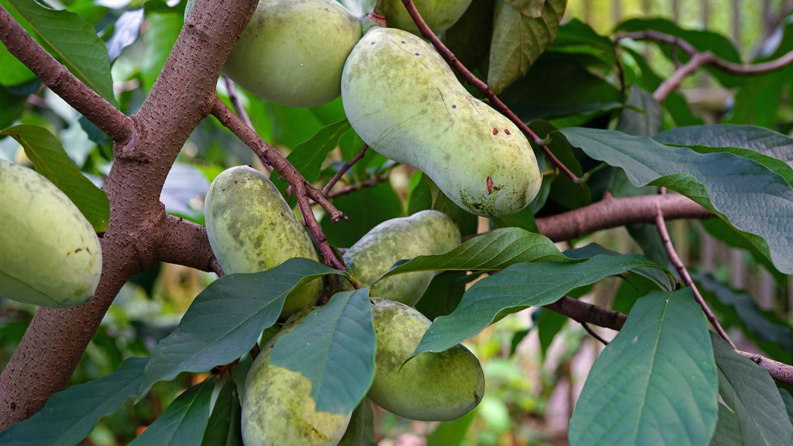 Pawpaw Trees: The Underrated Fruit Tree That Elevates Your Garden