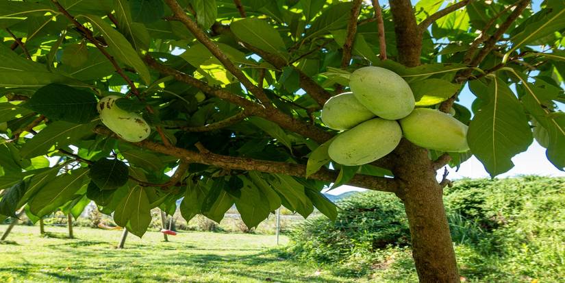 Pawpaw Trees: The Underrated Fruit Tree That Elevates Your Garden