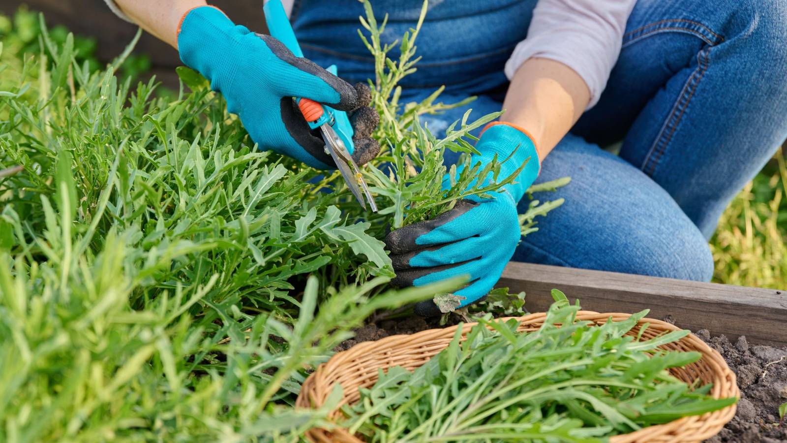 5 Fast Growing Plants That'll Give You a Super Quick Harvest