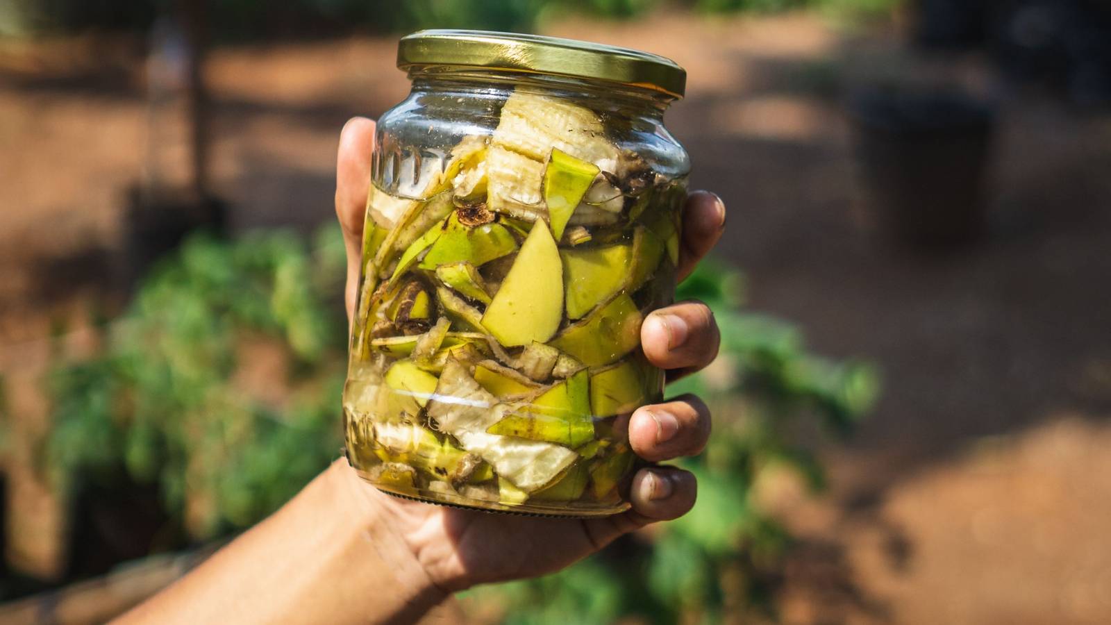 How to Make Banana Peel Fertilizer for Your Garden