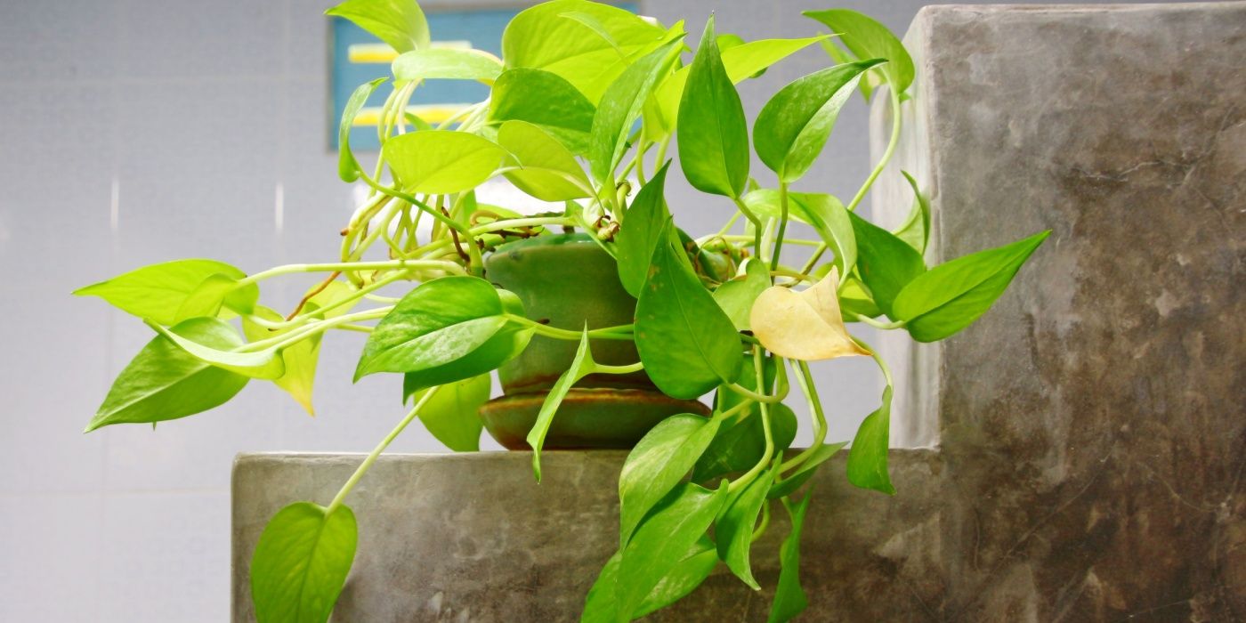 Transform Interiors with Cascading Greenery: Top Trailing Houseplants