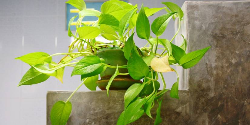 lemon lime pothos 6