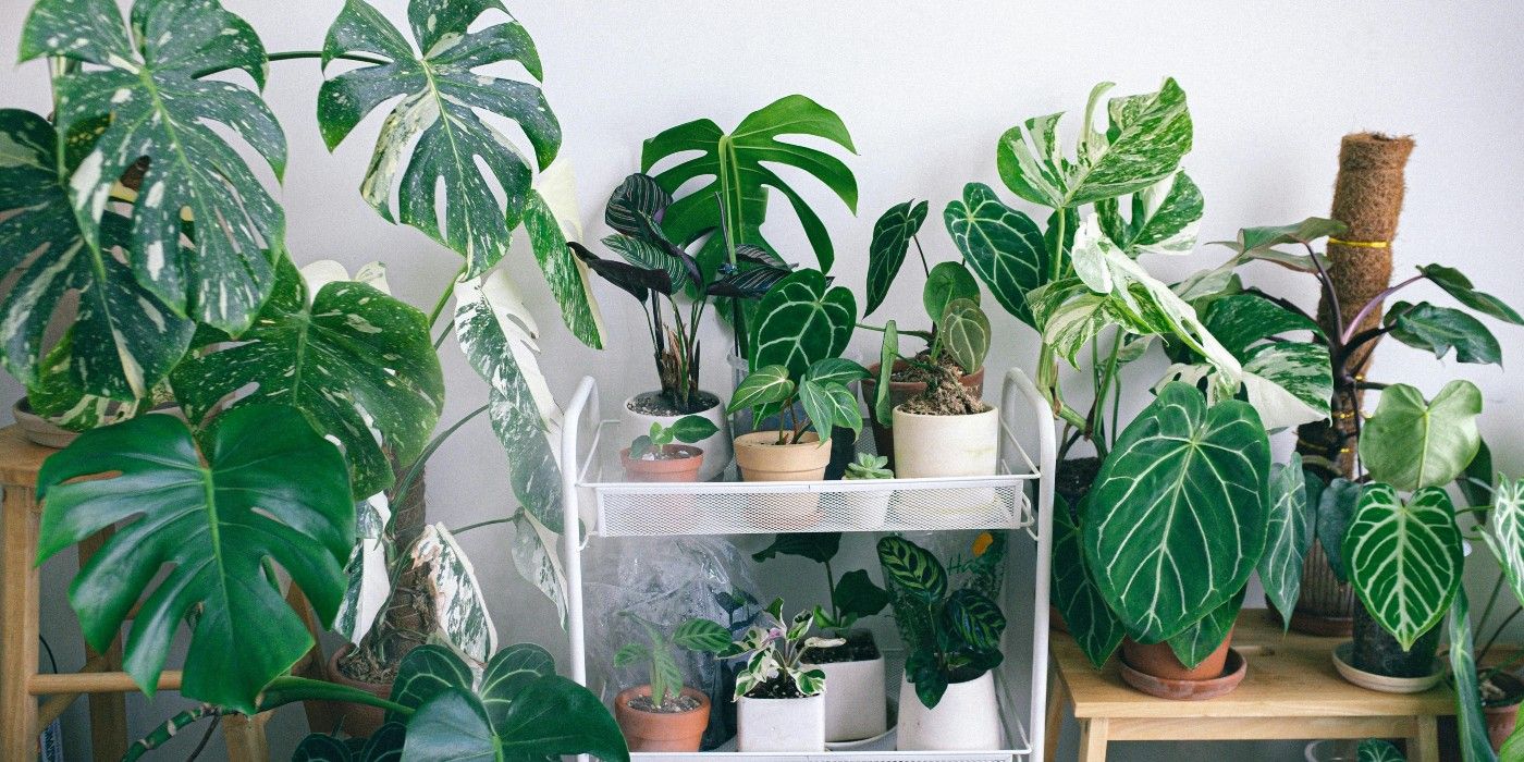 How to Use Rare Houseplants in Your Home Design