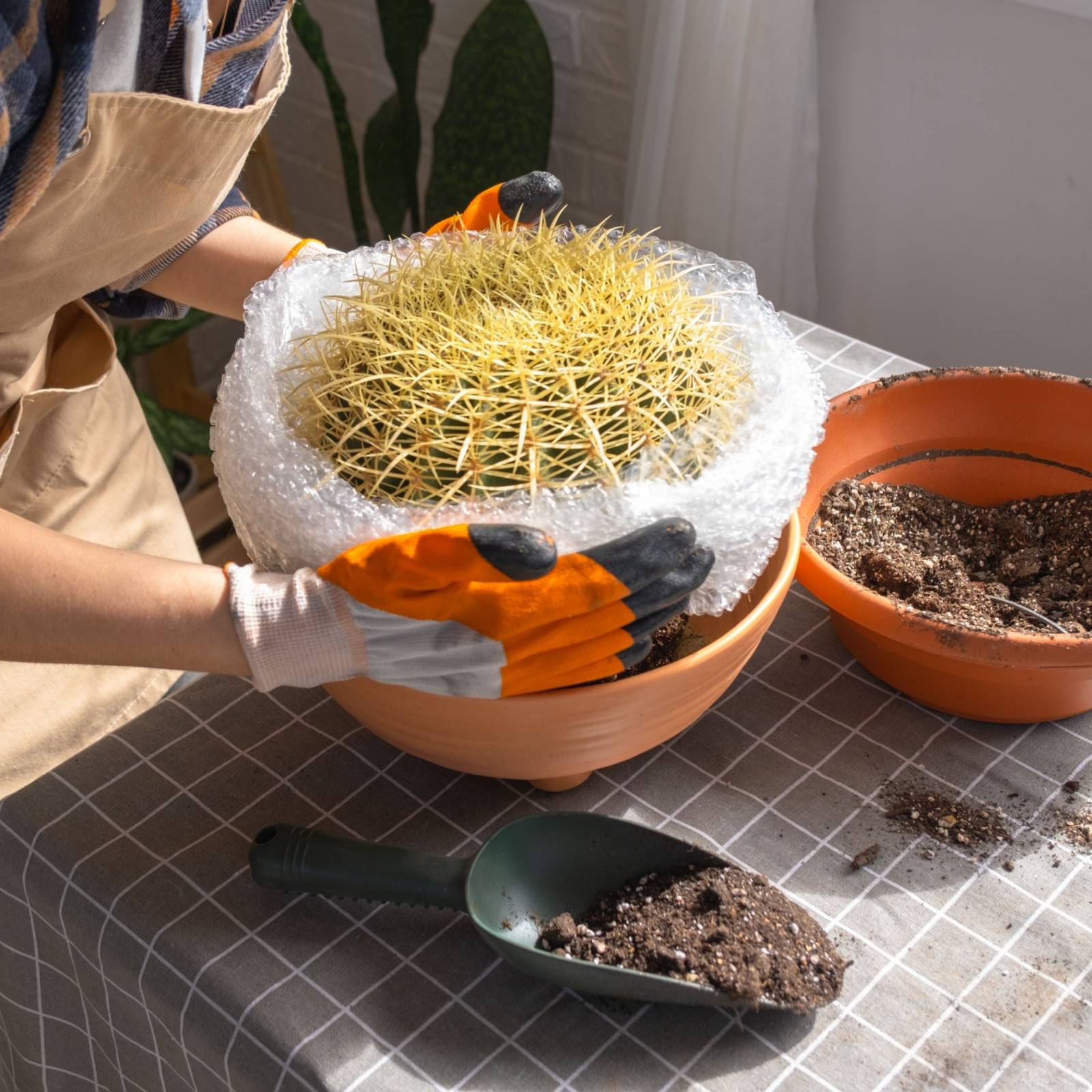 How to Plant a Cactus Like a Pro