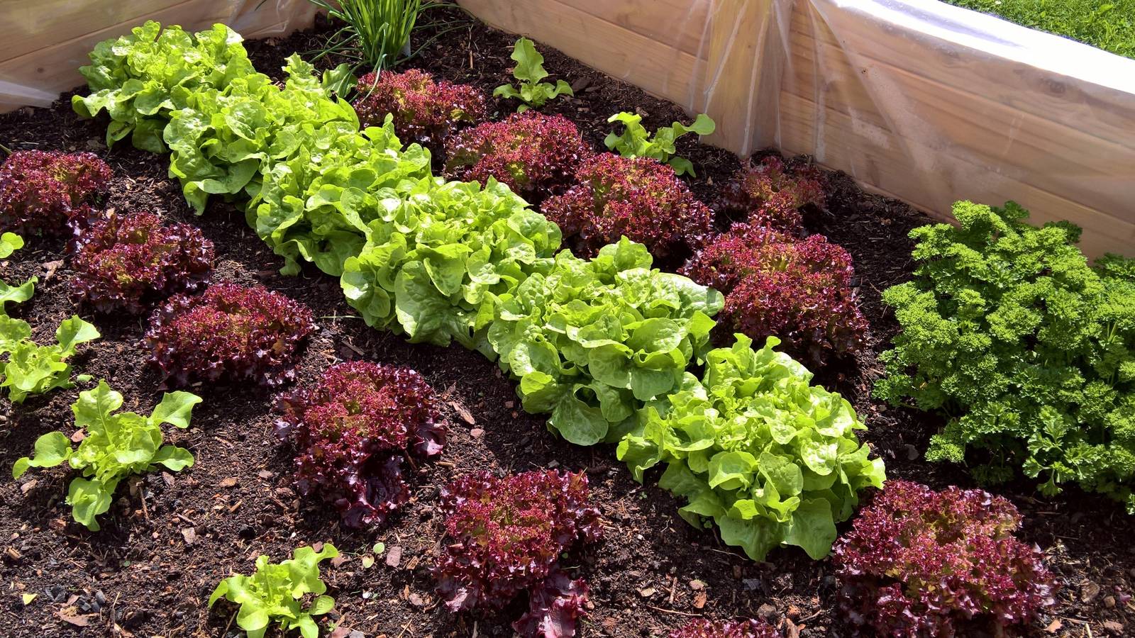 First Check Row Planting Creative Garden Planning Tips to Maximize Space and Growth
