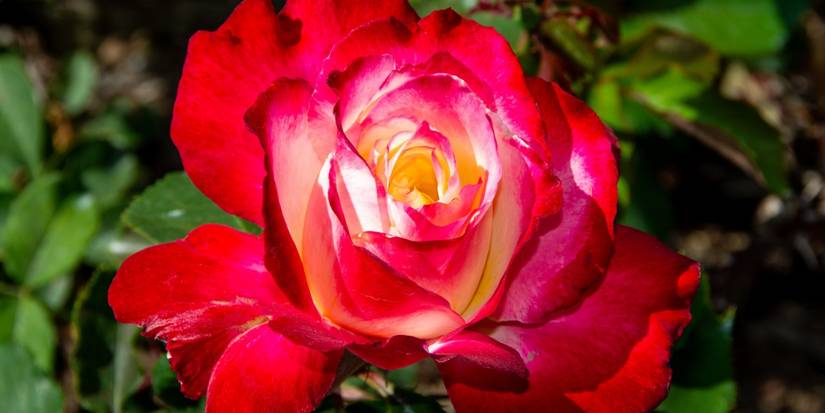 Red Roses to Elevate Holidays, Valentine’s, and Everyday Decor