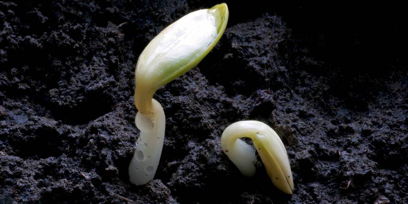 Master the Art of Saving Seeds and Growing Thriving Plants