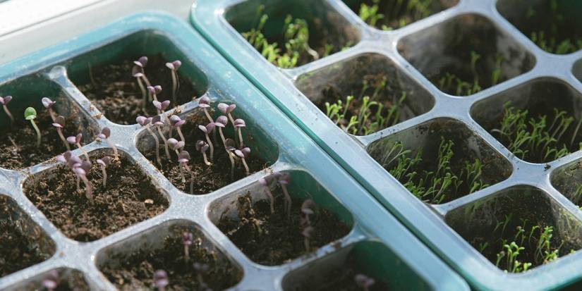 Transform Outdoor Spaces with Budget-Friendly Landscape Design