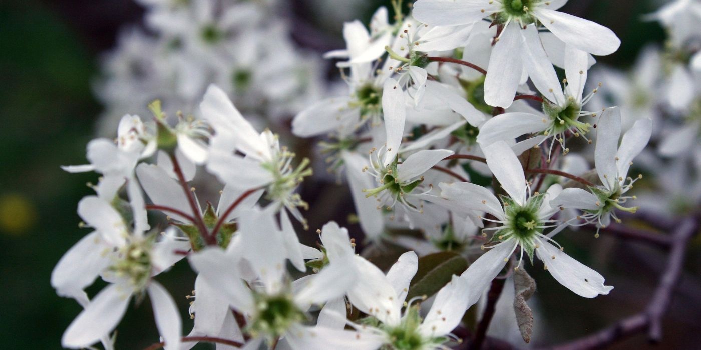 Backyard Bird Sanctuary: Vibrant Shrubs for Food, Shelter, and Color
