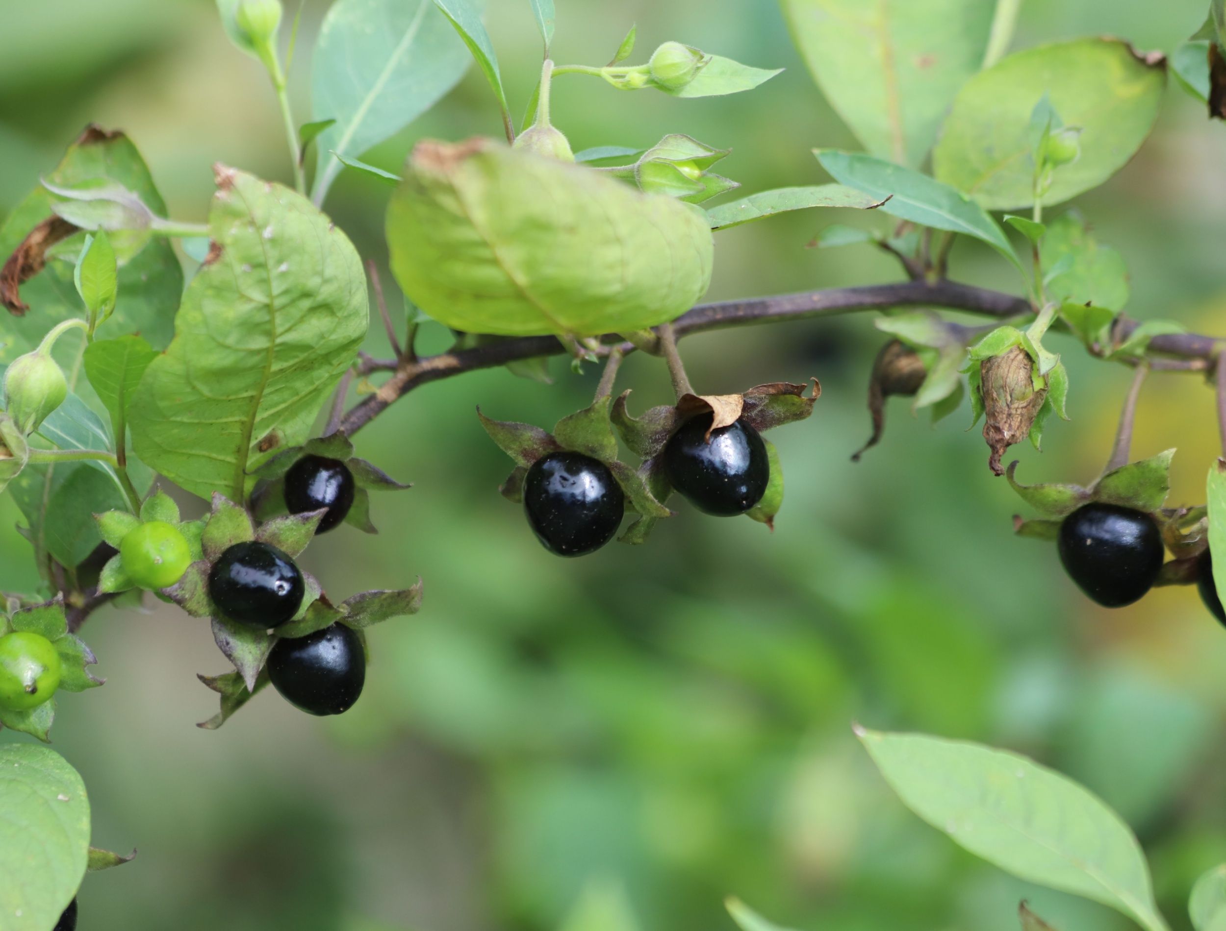 Belladonna in the Garden: Beauty or a Deadly Mistake?
