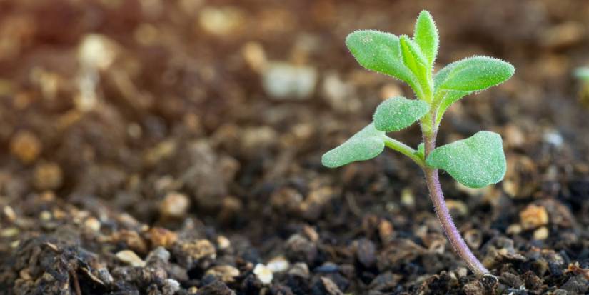 Cold Stratification for Seeds