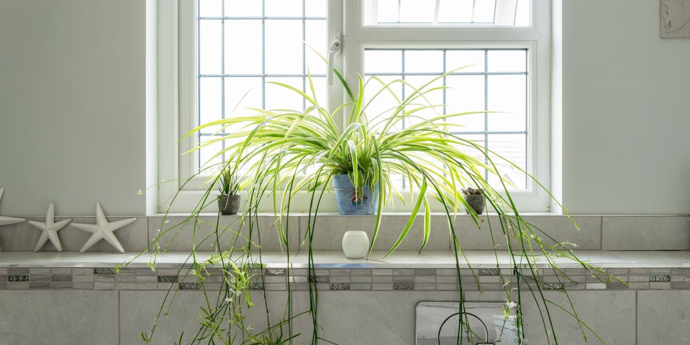 Brighten Your Space: The Best Plants For a Thriving Window Garden