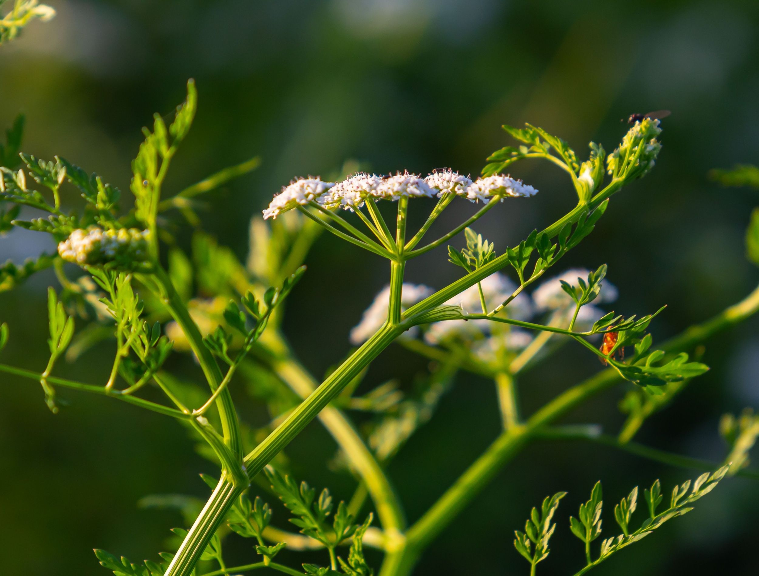 butterfly plant Asclepias curassavica 
