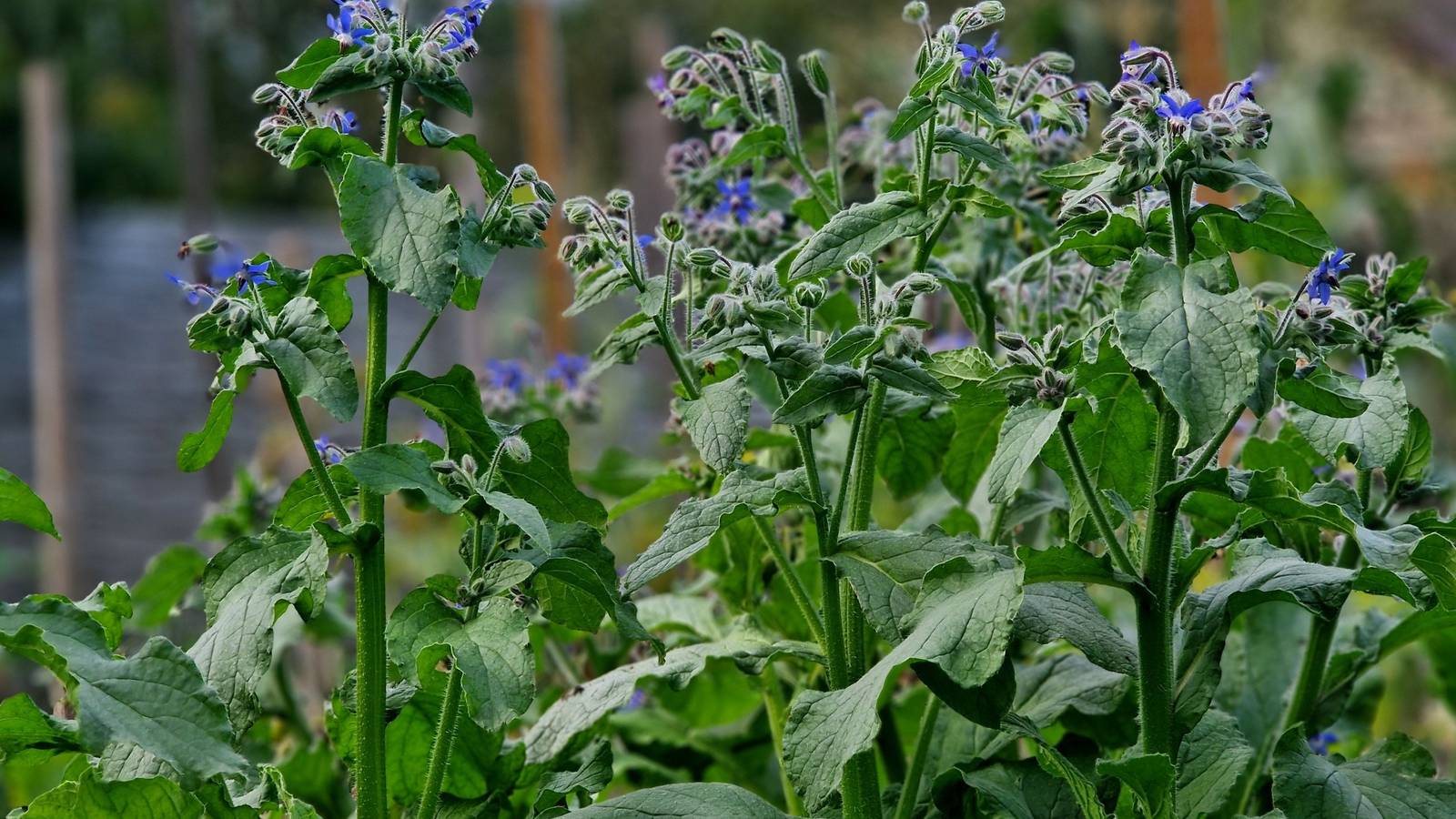 Deer Resistant Annuals: 5 Gorgeous Picks for a Worry-Free Garden