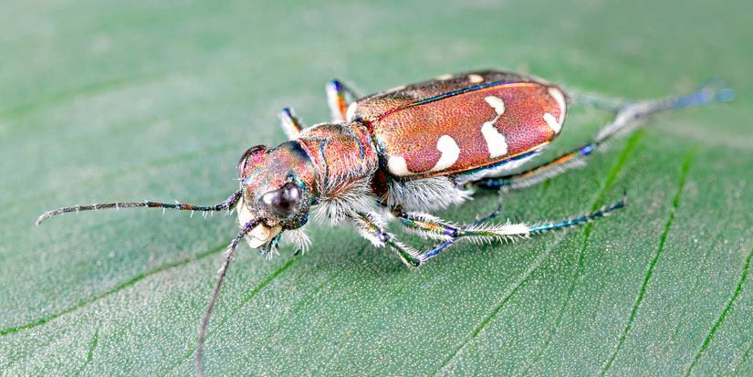 Tiger Insects 5 Rare Insect Species to Watch for in Your Yard or Garden