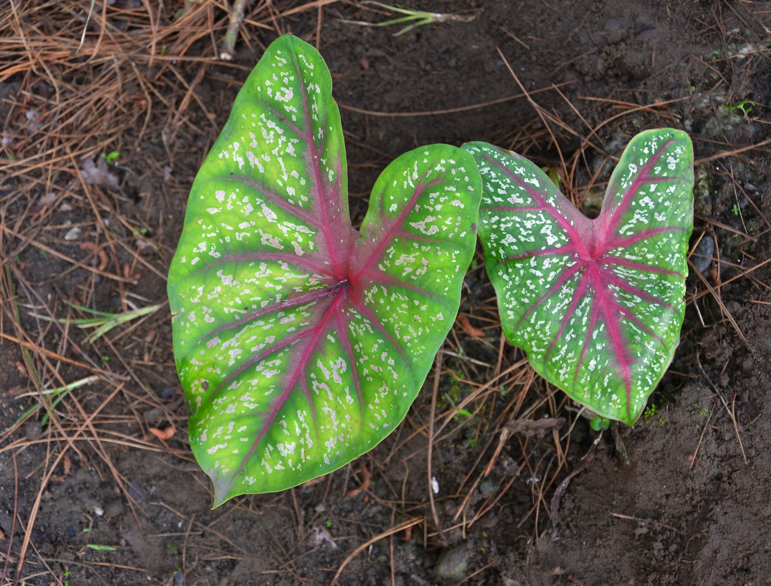 Beautiful Plants With Heart Shaped Leaves