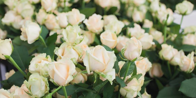 Tinted Roses: The Perfect Valentine's Day Gift