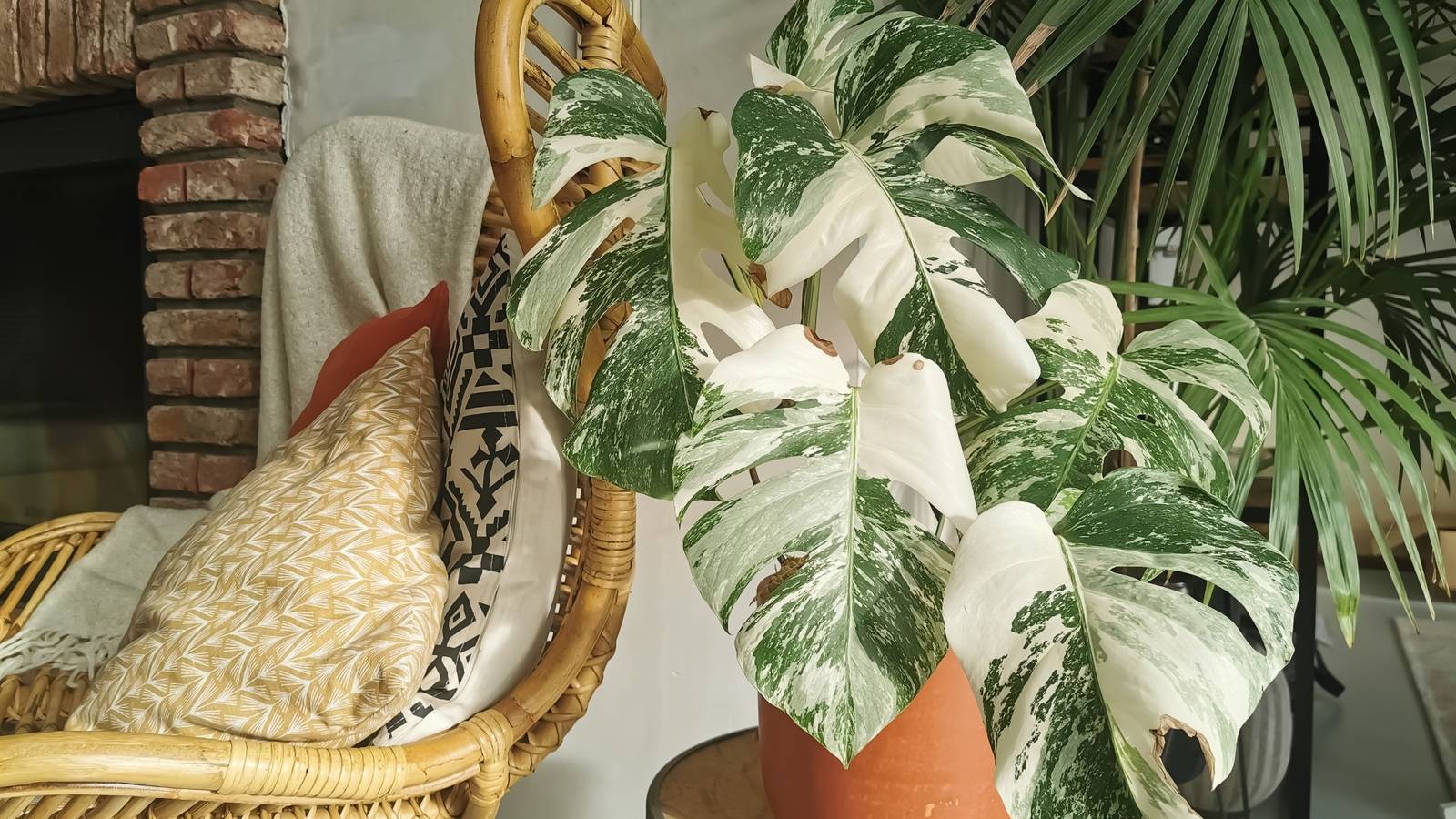birdsnest snake plant vase life Sansevieria Futura | Birds Nest Snake Plant | 4