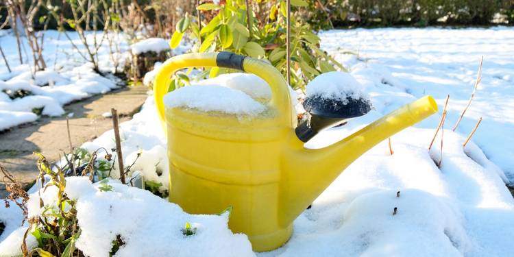 https://static0.backyardbossimages.com/wordpress/wp-content/uploads/2025/02/watering-can-in-the-winter.jpg?dpr=1&fit=contain&h=422&q=70&w=750