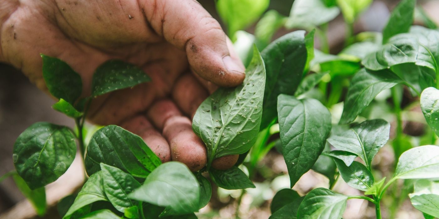 Seeds Not Germinating? 6 Reasons Why Your Seeds Aren't Sprouting
