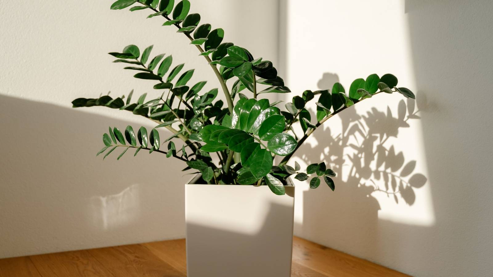 Cold-Tolerant Houseplants That Thrive in Low Light All Winter