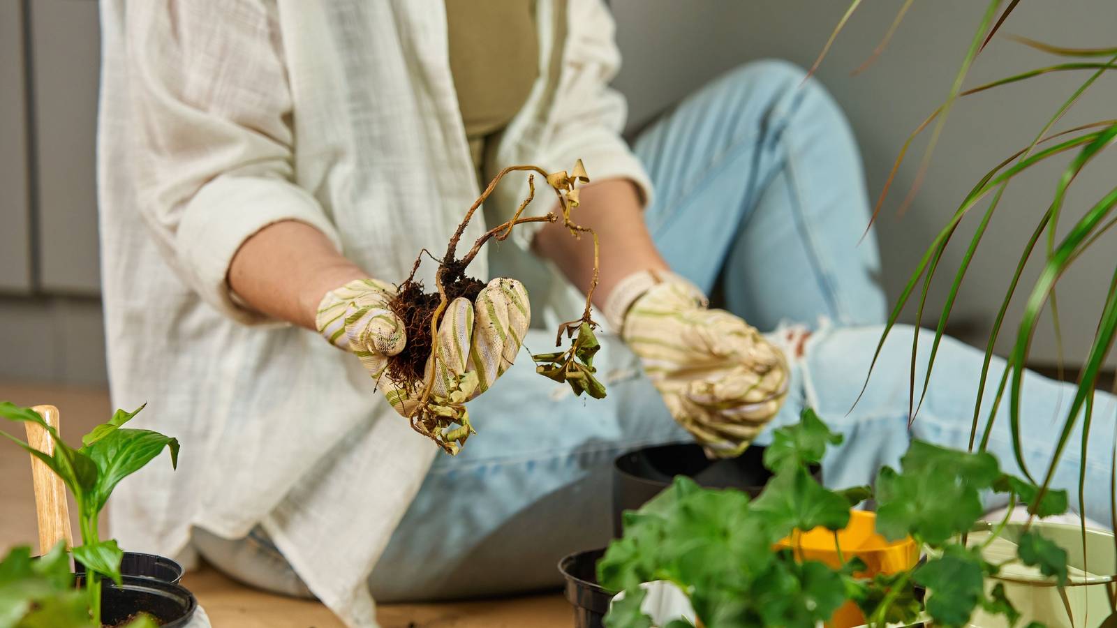 Dead Houseplant Mystery? How to Determine the Cause