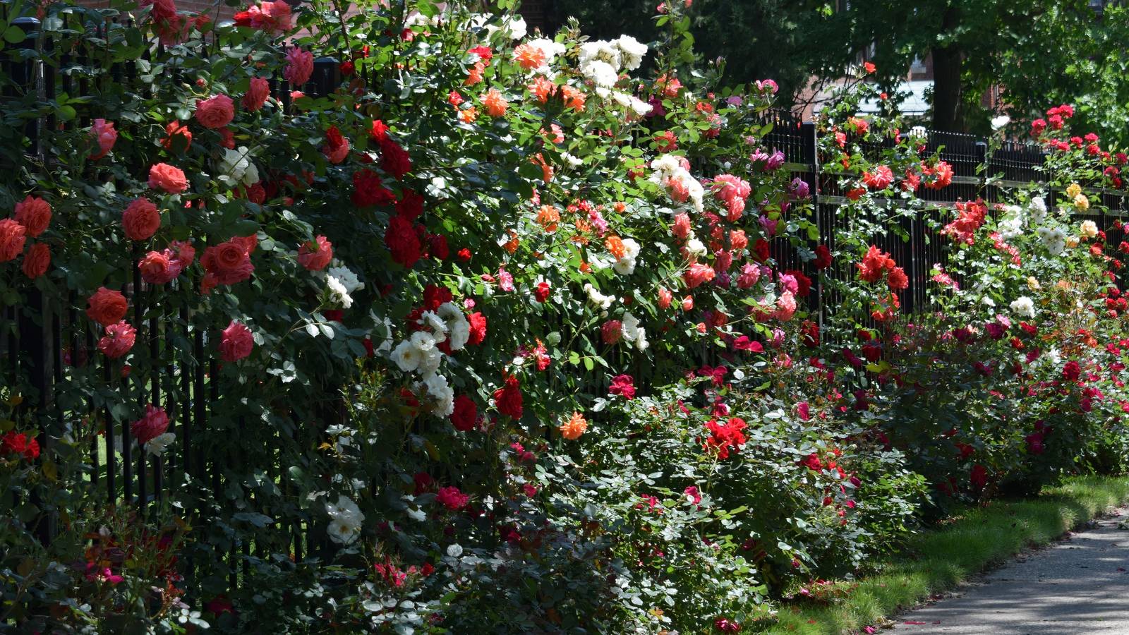 Grow Your Own Privacy: 5 Gorgeous Natural Fences