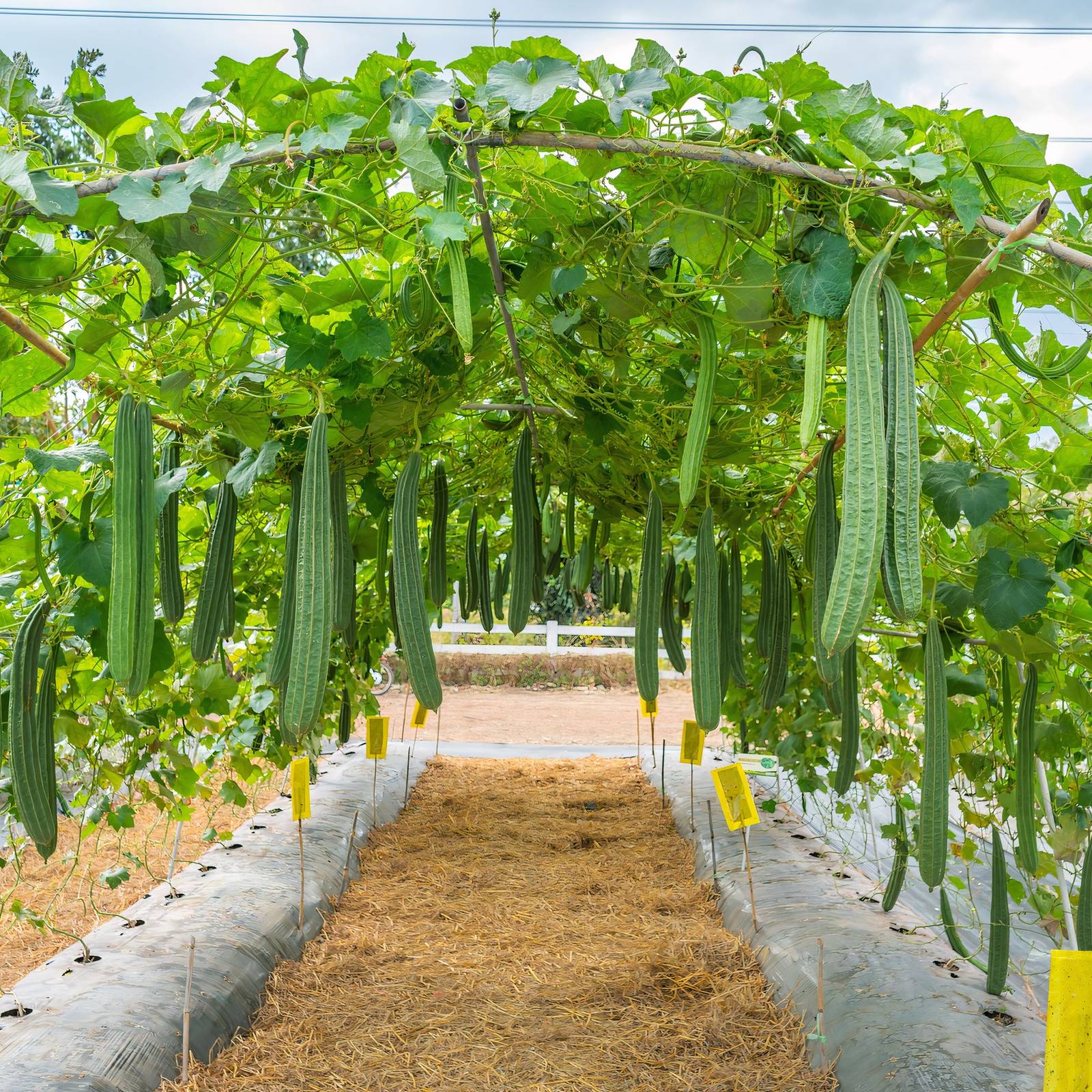 From Garden to Bath: How to Grow Your Own Loofah